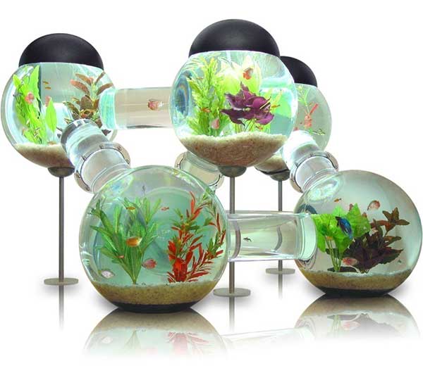 Labyrinth Fish Tank