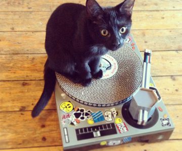 Cat Scratching DJ Deck