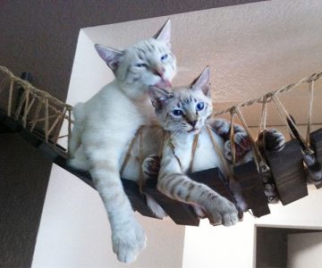 Indiana Jones Cat Bridge for Pets