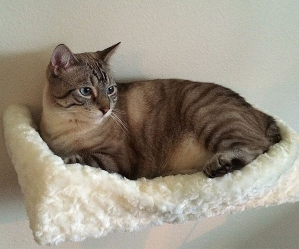 Cuddly Plush Padded Cat Bed Shelf