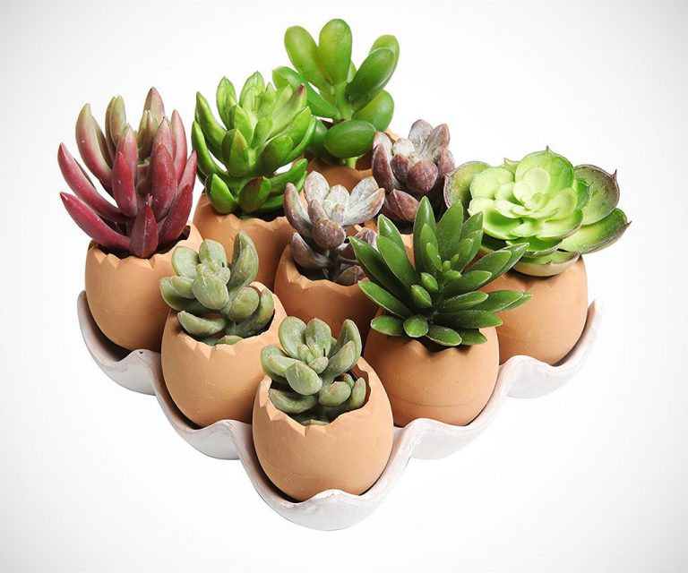 Egg Design Planter Pot Set
