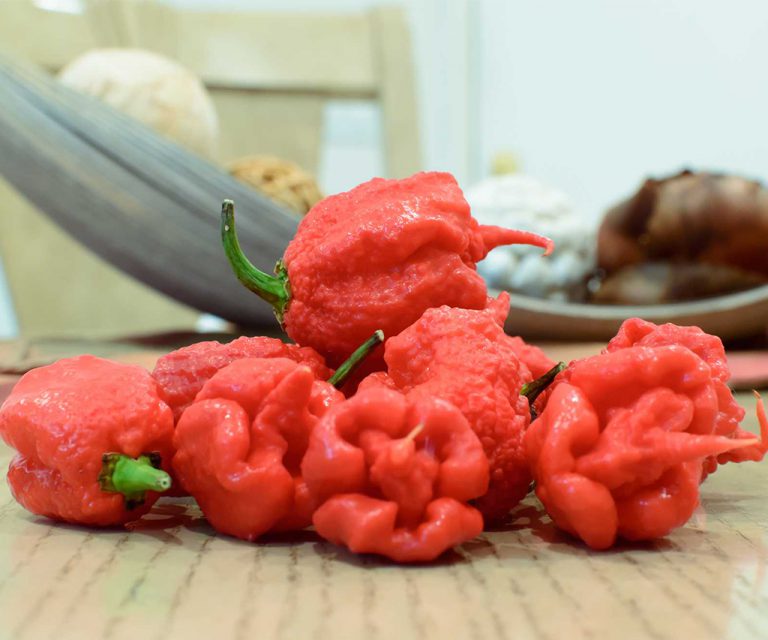 Carolina Reaper the Worlds Hottest Pepper