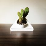 Cactus and Airplant Ceramic Planter Pot